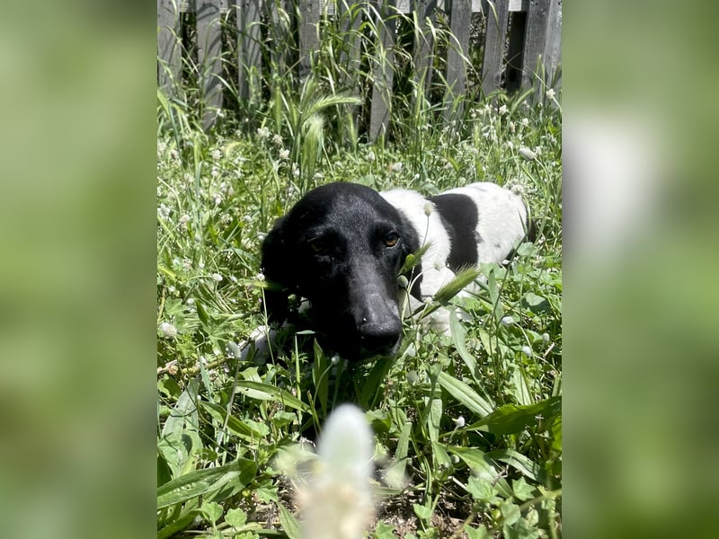 Sanfter und entspannter Junghund PEPPO sucht eine Familie!