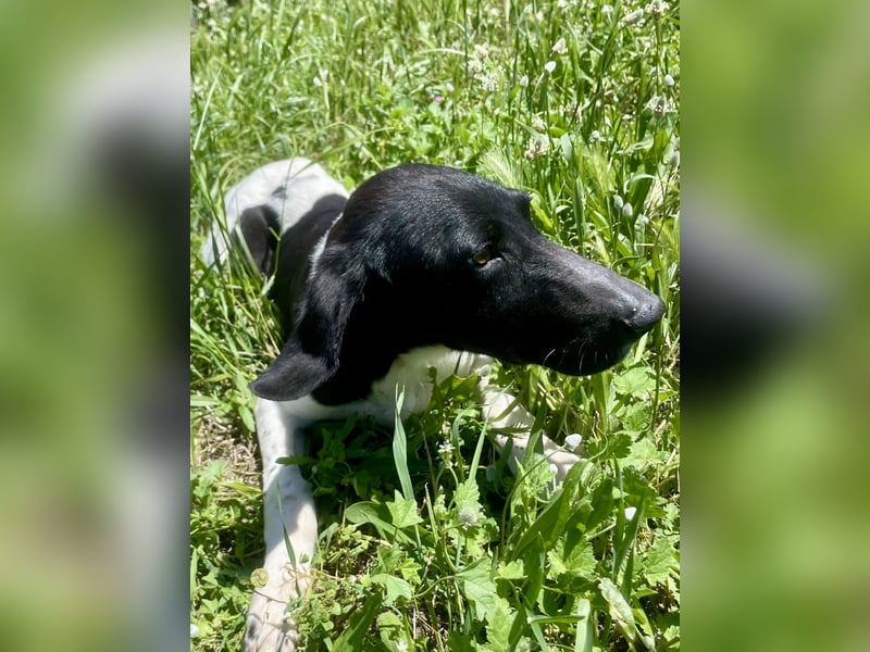 Sanfter und entspannter Junghund PEPPO sucht eine Familie!