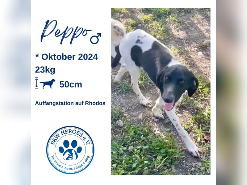 Sanfter und entspannter Junghund PEPPO sucht eine Familie!