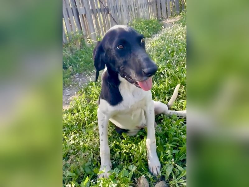 Sanfter und entspannter Junghund PEPPO sucht eine Familie!