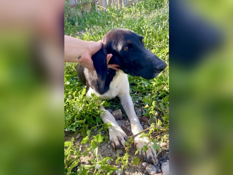 Sanfter und entspannter Junghund PEPPO sucht eine Familie!