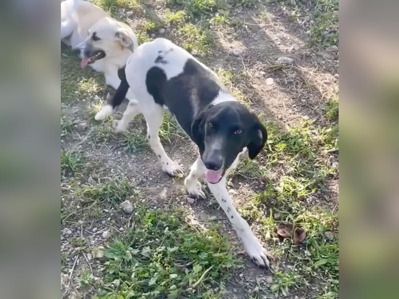 Sanfter und entspannter Junghund PEPPO sucht eine Familie!