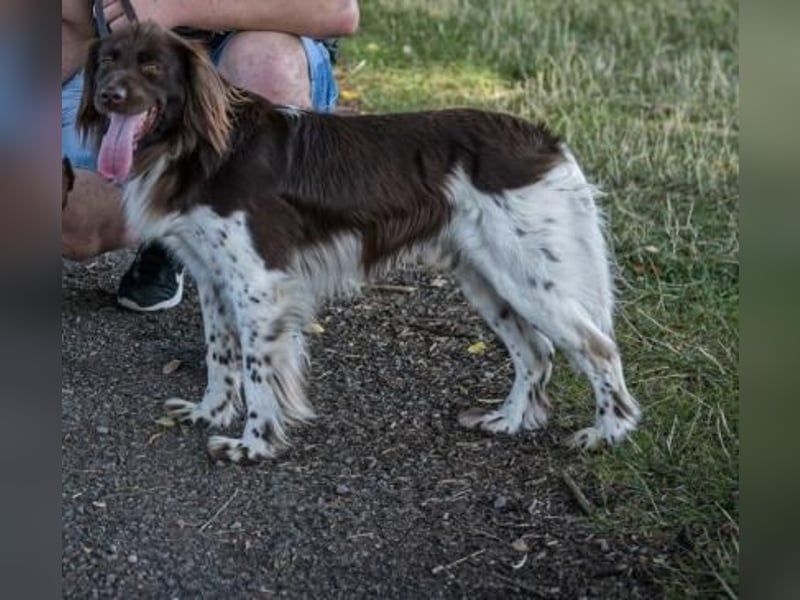 Kleiner Münsterländer