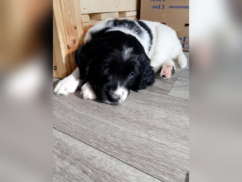 Kleiner Münsterländer