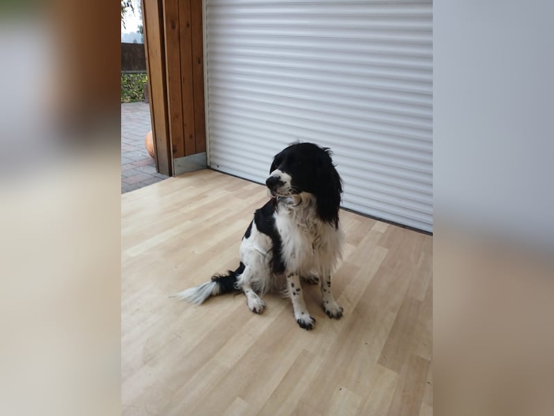 Kleiner Münsterländer