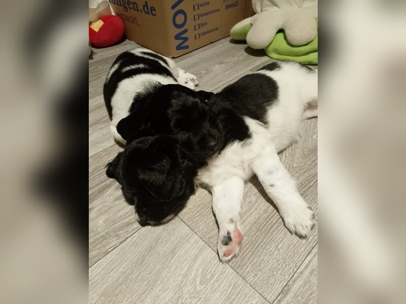 Kleiner Münsterländer