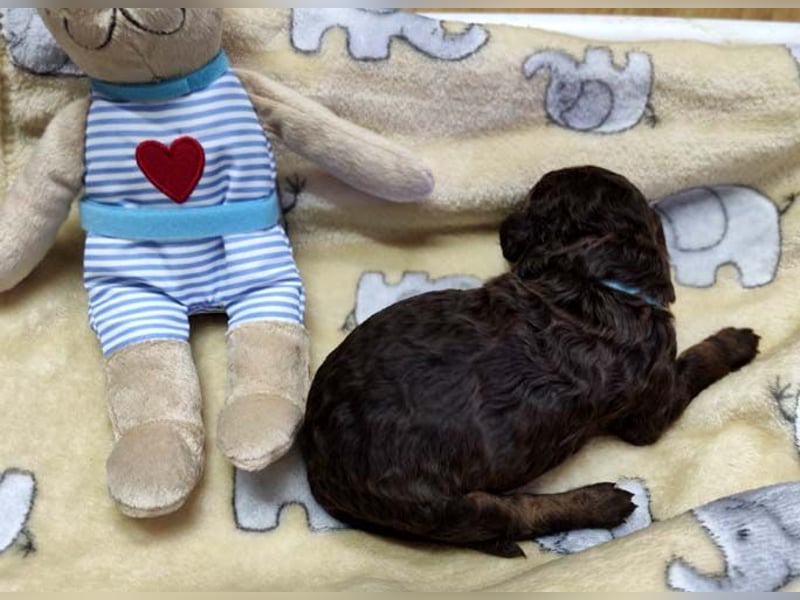 Kleinpudelwelpen braun/loh - teilw. Scheckgenträger - VDH/FCI