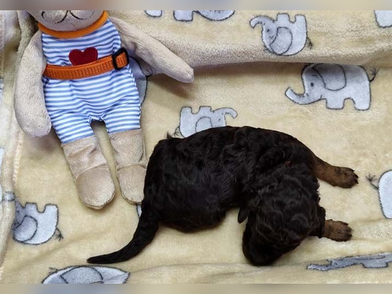 Kleinpudelwelpen braun/loh - teilw. Scheckgenträger - VDH/FCI