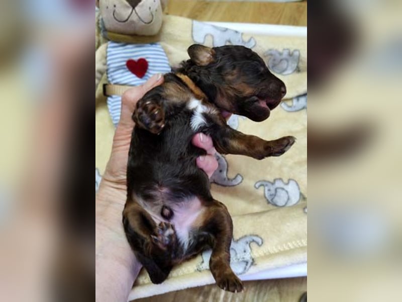 Kleinpudelwelpen braun/loh - teilw. Scheckgenträger - VDH/FCI