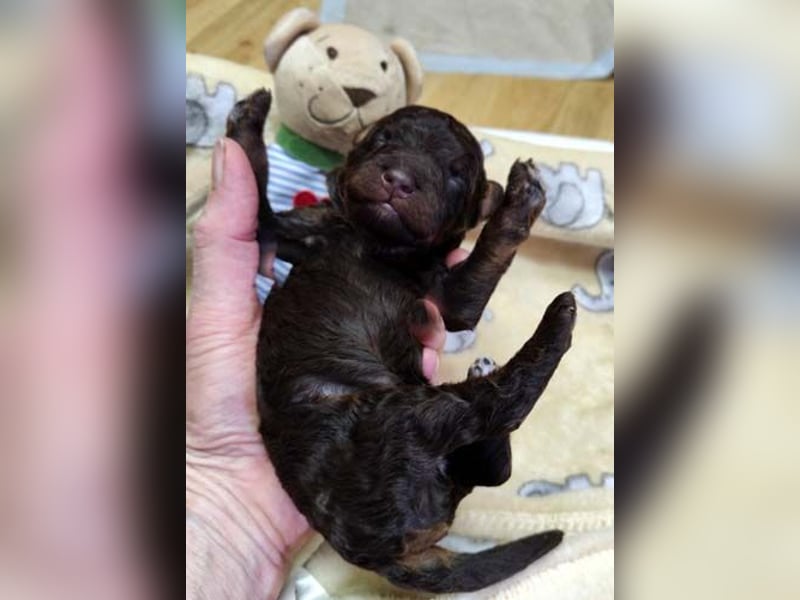 Kleinpudelwelpen braun/loh - teilw. Scheckgenträger - VDH/FCI