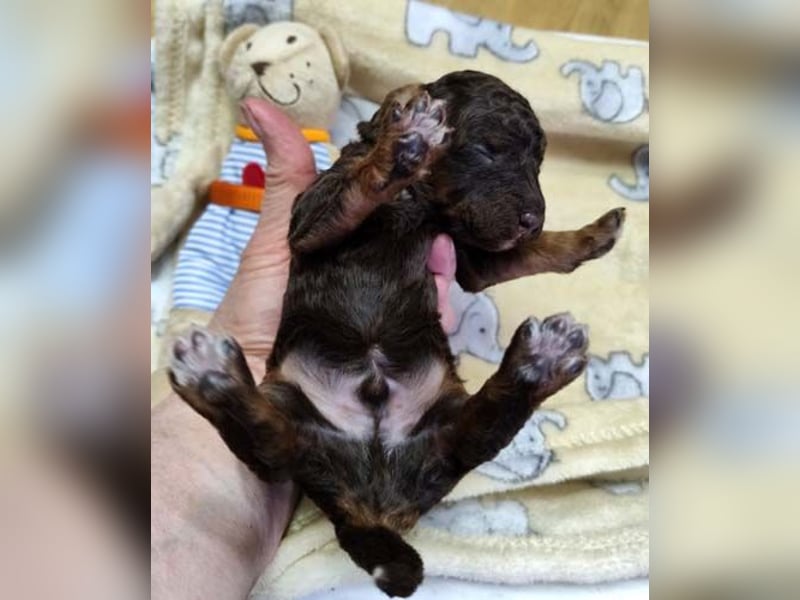 Kleinpudelwelpen braun/loh - teilw. Scheckgenträger - VDH/FCI