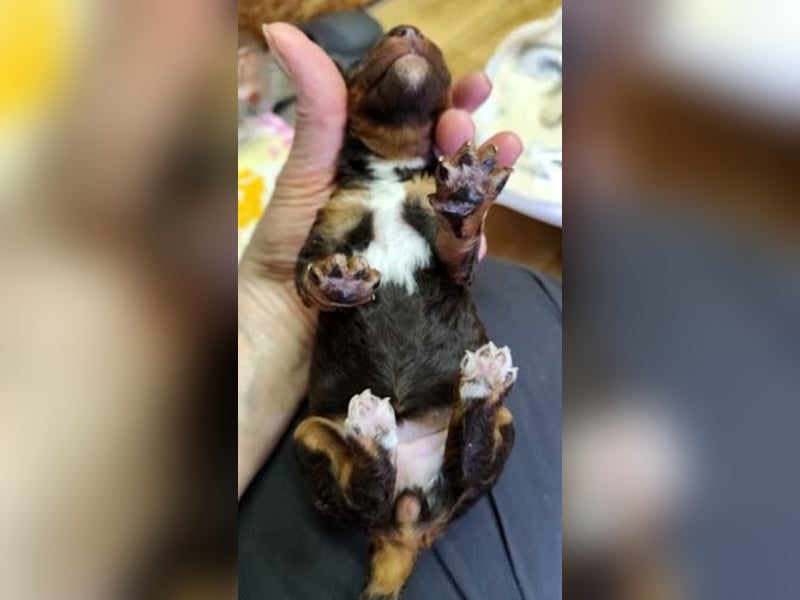 Kleinpudelwelpen braun/loh - teilw. Scheckgenträger - VDH/FCI