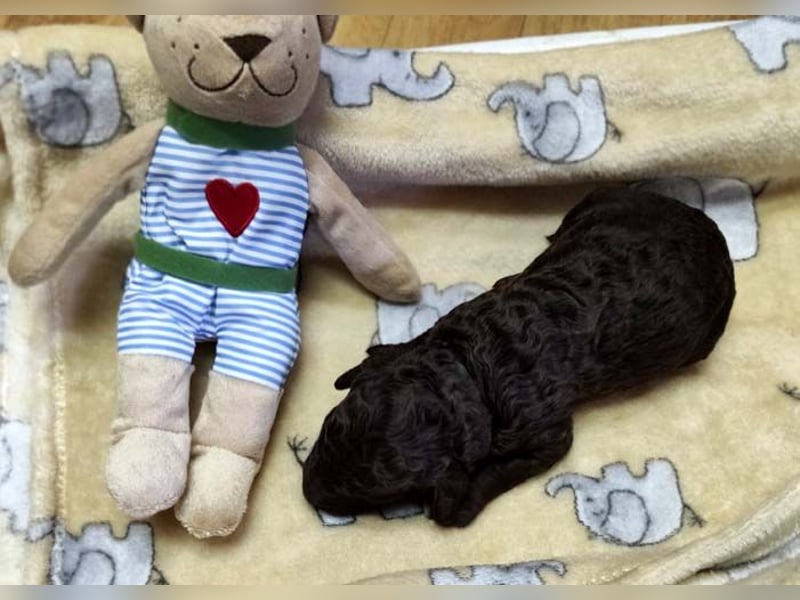 Kleinpudelwelpen braun/loh - teilw. Scheckgenträger - VDH/FCI