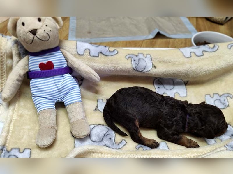 Kleinpudelwelpen braun/loh - teilw. Scheckgenträger - VDH/FCI