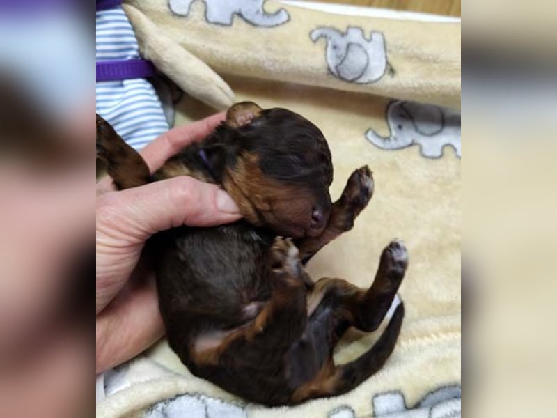 Kleinpudelwelpen braun/loh - teilw. Scheckgenträger - VDH/FCI