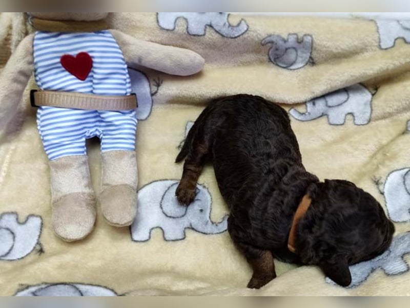 Kleinpudelwelpen braun/loh - teilw. Scheckgenträger - VDH/FCI