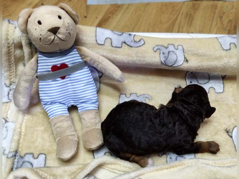 Kleinpudelwelpen braun/loh - teilw. Scheckgenträger - VDH/FCI