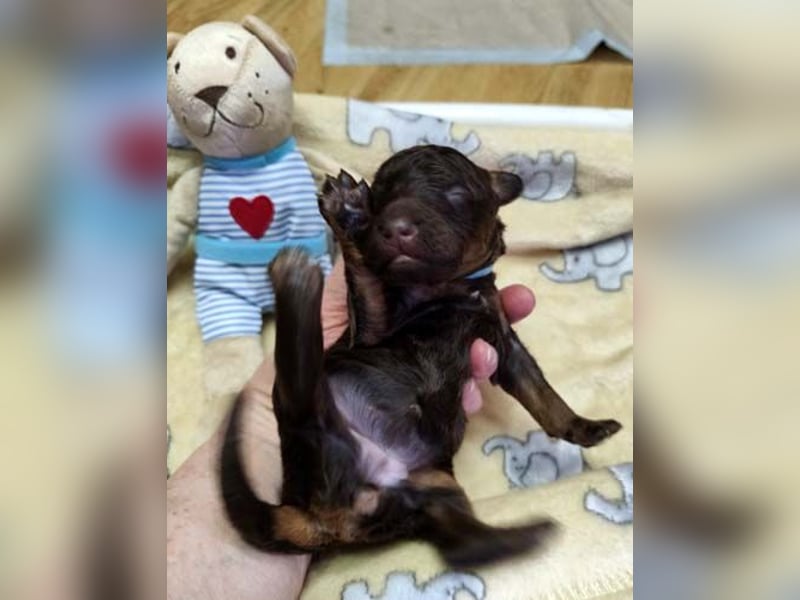 Kleinpudelwelpen braun/loh - teilw. Scheckgenträger - VDH/FCI