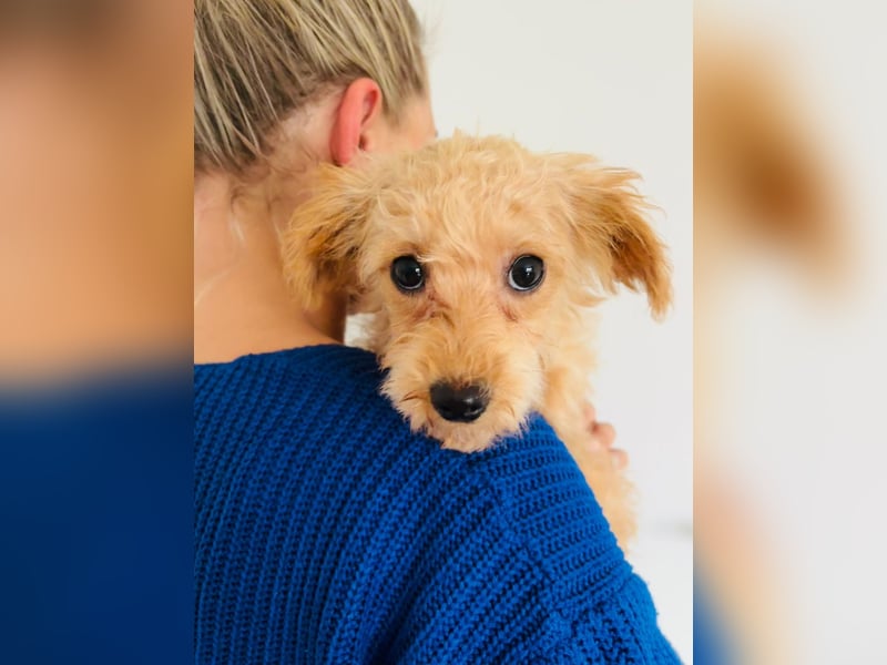 Maltipoo Welpen
