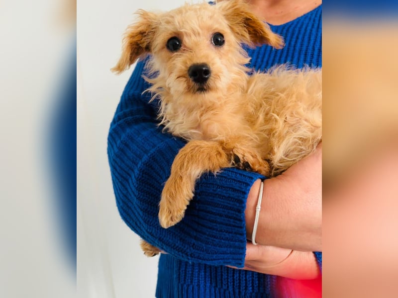 Maltipoo Welpen