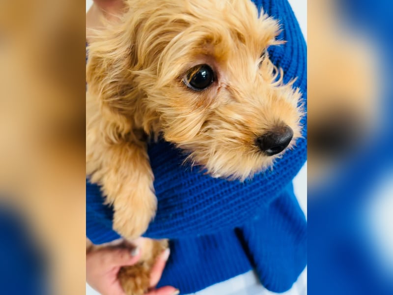 Maltipoo Welpen