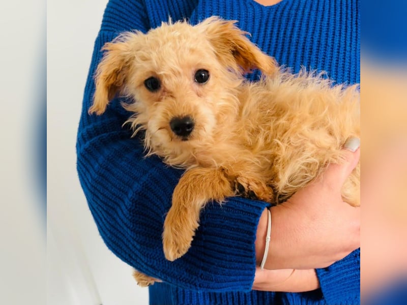 Maltipoo Welpen