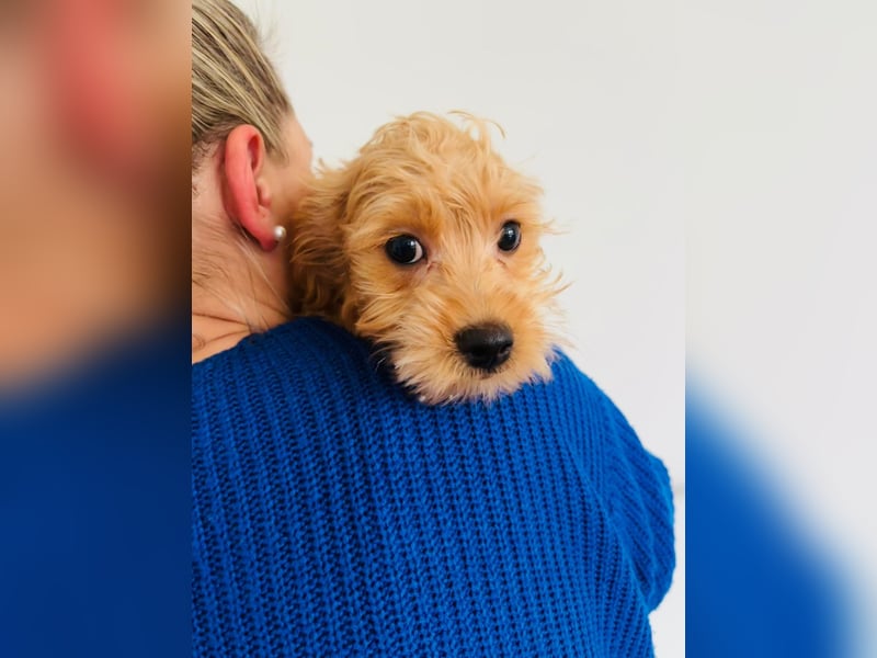 Maltipoo Welpen