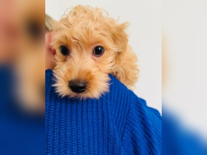 Maltipoo Welpen