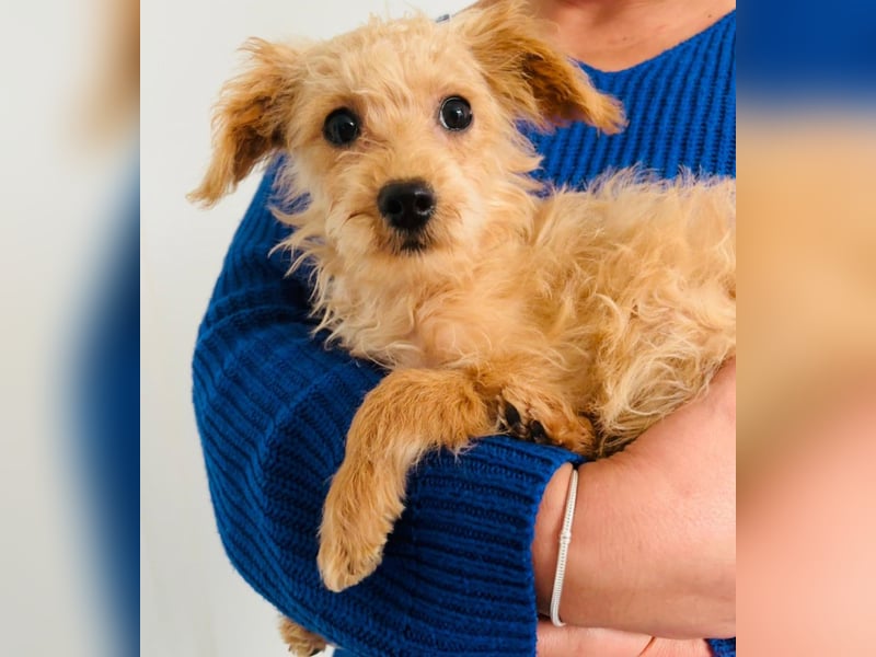 Maltipoo Welpen