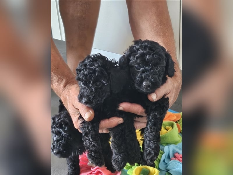 2 wunderschöne  Kleinpudel Welpen