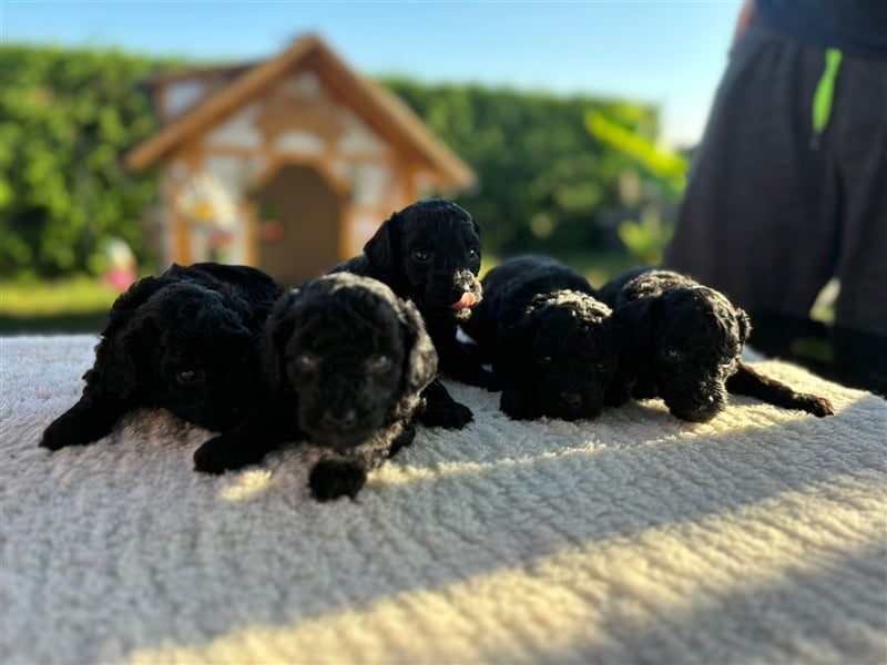 2 wunderschöne  Kleinpudel Welpen