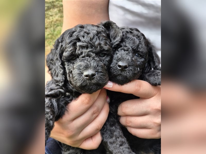 Reinrassige Klein/Zwergpudel Babys.