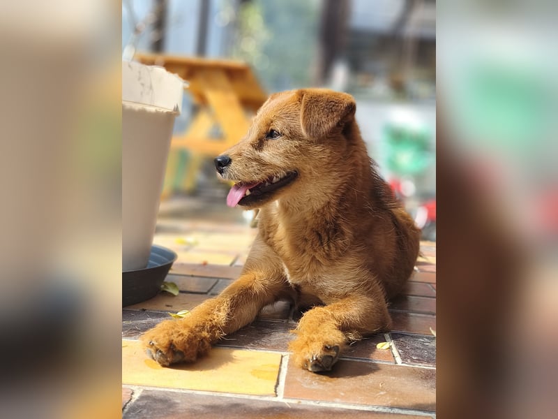 Hund in liebevolle Hände abzugeben