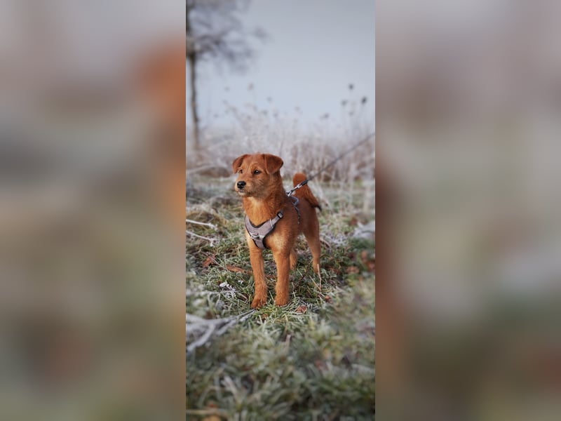 Hund in liebevolle Hände abzugeben