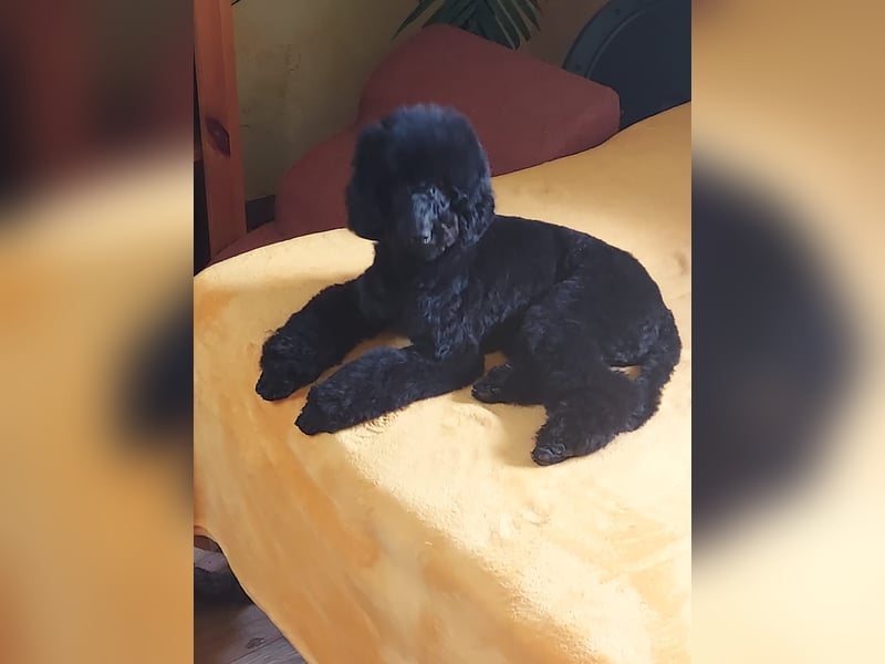 Schwarze Schmusemaus sucht neuen Wirkungskreis