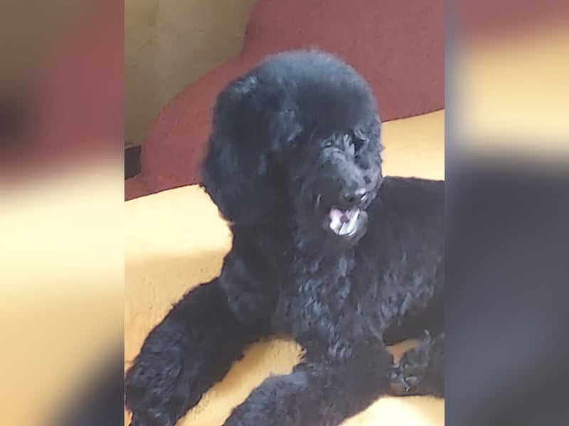 Schwarze Schmusemaus sucht neuen Wirkungskreis