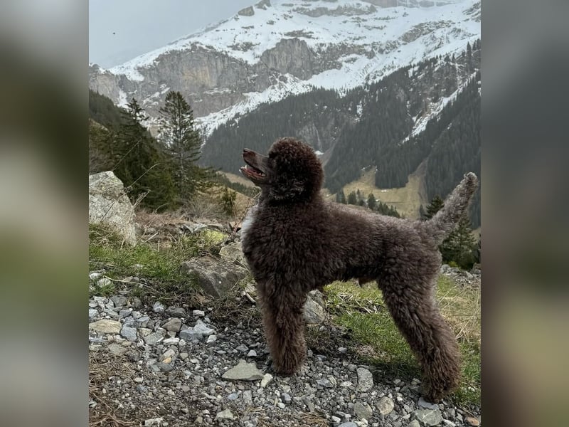 Zauberhafter Deckrüde Schockobraun