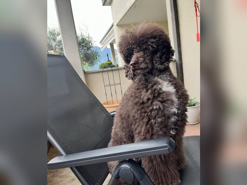 Zauberhafter Deckrüde Schockobraun