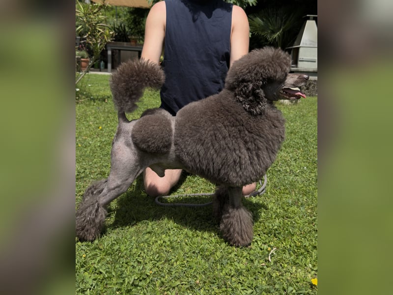 Erstklassiger Kleinpudel Deckrüde
