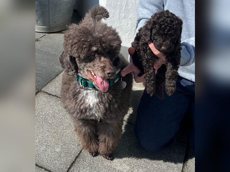 Zauberhafter Deckrüde Schockobraun