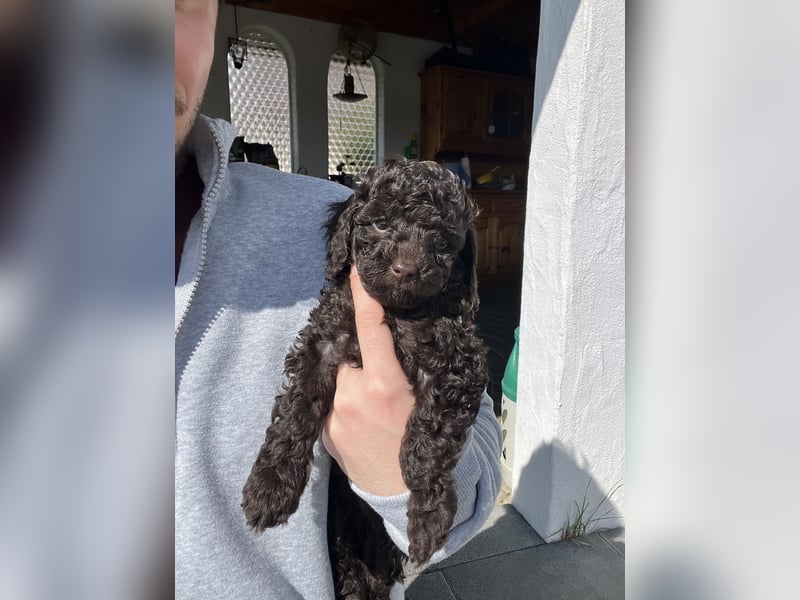 Zauberhafter Deckrüde Schockobraun