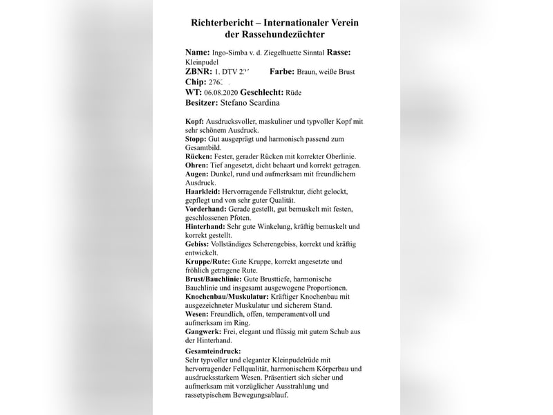 Erstklassiger Kleinpudel Deckrüde