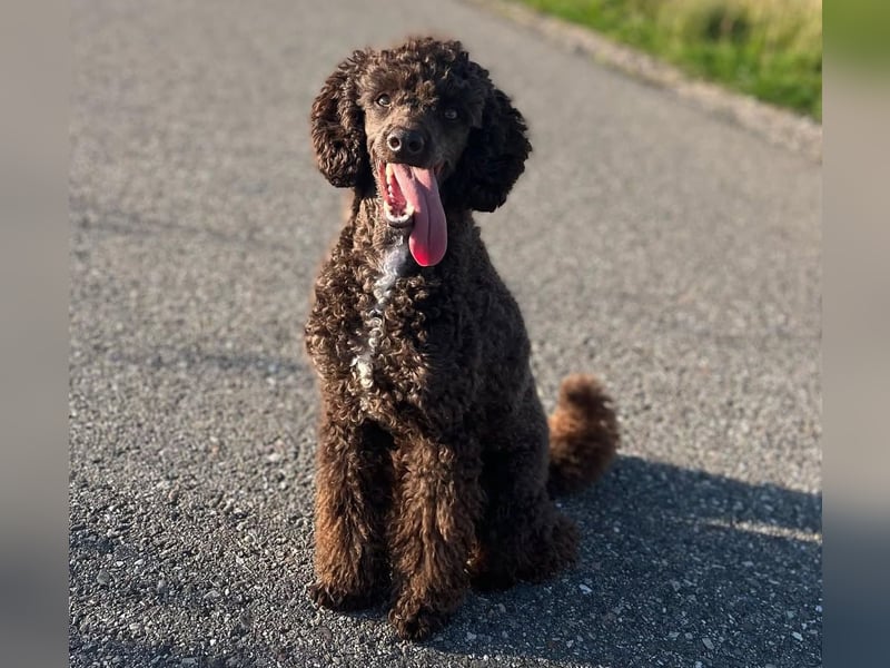 Zauberhafter Deckrüde Schockobraun