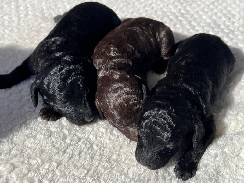 Zauberhafter Deckrüde Schockobraun