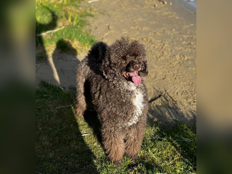 Zauberhafter Deckrüde Schockobraun