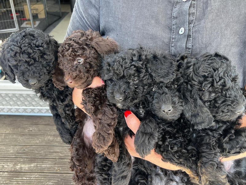 Zauberhafter Deckrüde Schockobraun