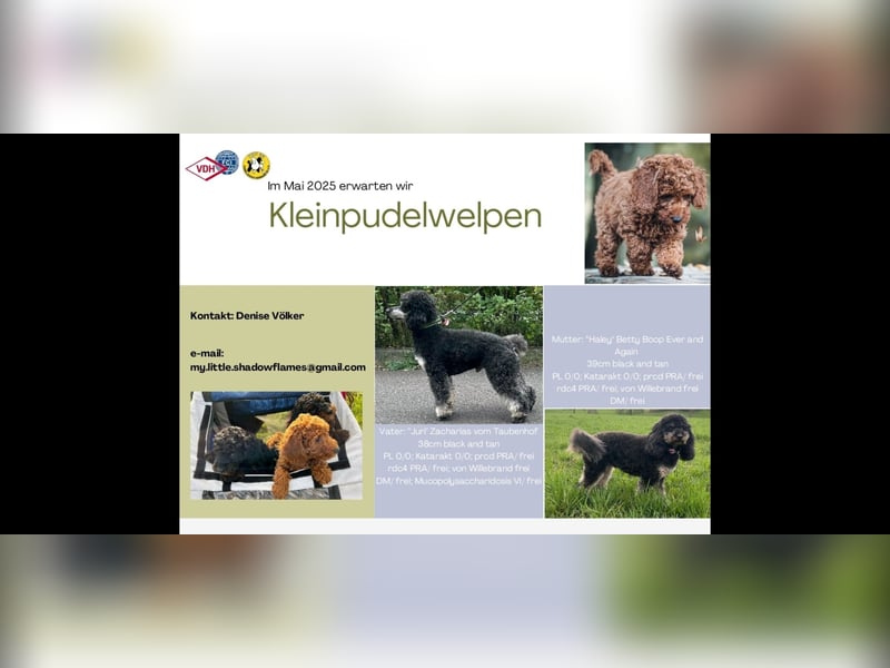 Kleinpudel Welpen im Mai