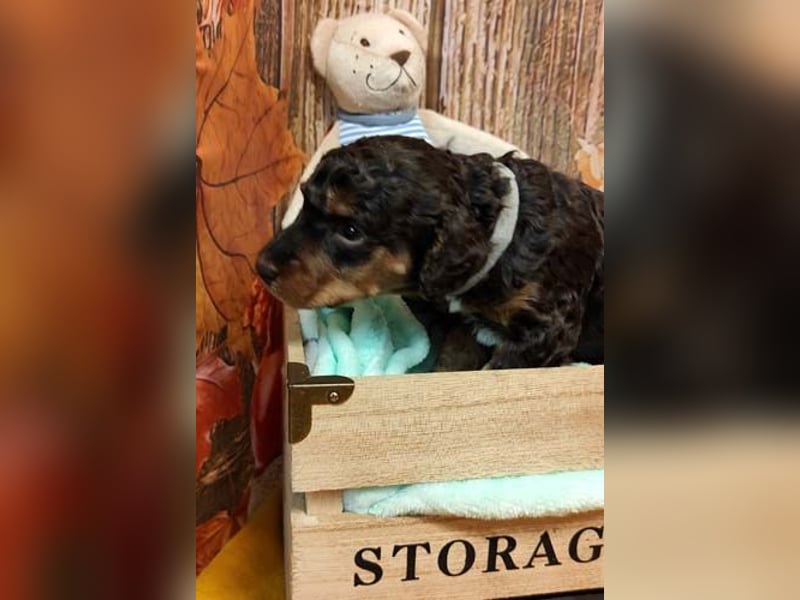 Kleinpudelwelpen braun/loh - teilw. Scheckgenträger - VDH/FCI