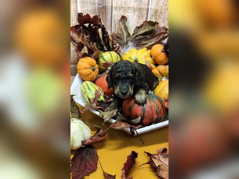 Kleinpudelwelpen braun/loh - teilw. Scheckgenträger - VDH/FCI