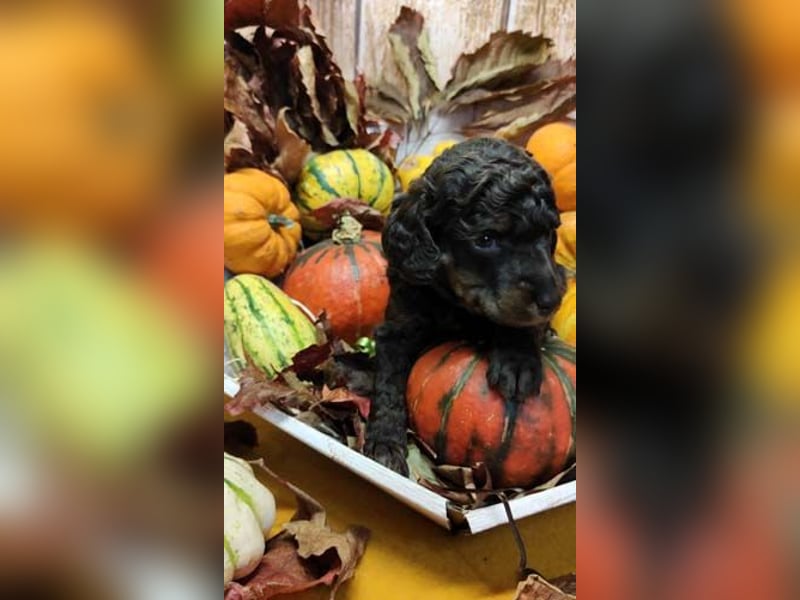 Kleinpudelwelpen braun/loh - teilw. Scheckgenträger - VDH/FCI